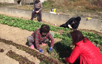 &lt;주민참여지원사업&gt; 마을공동텃밭 활동 이미지